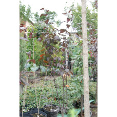 Слива розчепірена Нігра | Слива растопыренная Нигра | Prunus cerasifera Nigra