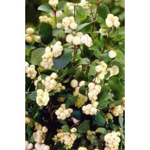 Сніжноягідник доренбоза Вайт Хедж | Symphoricarpus Doorenbosii White Hedge | Снежноягодник доренбоза Вайт Хедж