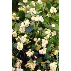 Сніжноягідник доренбоза Вайт Хедж | Symphoricarpus Doorenbosii White Hedge | Снежноягодник доренбоза Вайт Хедж