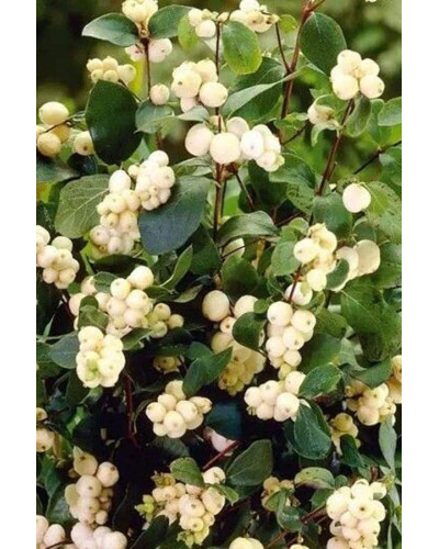 Сніжноягідник доренбоза Вайт Хедж | Symphoricarpus Doorenbosii White Hedge | Снежноягодник доренбоза Вайт Хедж