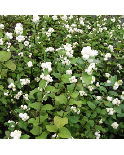 Сніжноягідник доренбоза Вайт Хедж | Symphoricarpus Doorenbosii White Hedge | Снежноягодник доренбоза Вайт Хедж