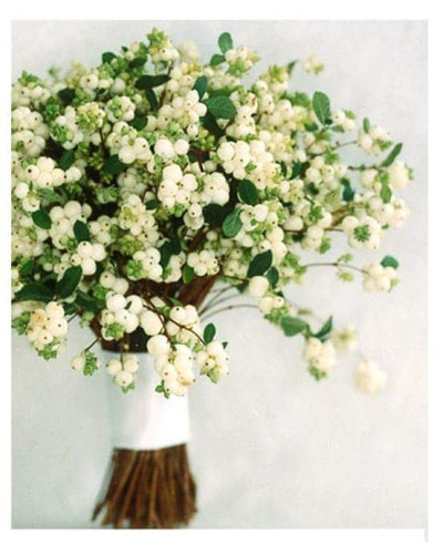 Сніжноягідник доренбоза Вайт Хедж | Symphoricarpus Doorenbosii White Hedge | Снежноягодник доренбоза Вайт Хедж