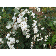 Сніжноягідник доренбоза Вайт Хедж | Symphoricarpus Doorenbosii White Hedge | Снежноягодник доренбоза Вайт Хедж