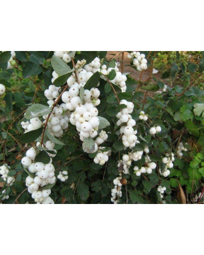 Сніжноягідник доренбоза Вайт Хедж | Symphoricarpus Doorenbosii White Hedge | Снежноягодник доренбоза Вайт Хедж