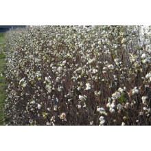 Сніжноягідник доренбоза Вайт Хедж | Symphoricarpus Doorenbosii White Hedge | Снежноягодник доренбоза Вайт Хедж