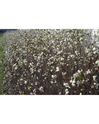 Сніжноягідник доренбоза Вайт Хедж | Symphoricarpus Doorenbosii White Hedge | Снежноягодник доренбоза Вайт Хедж