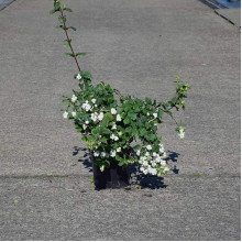 Сніжноягідник доренбоза Вайт Хедж | Symphoricarpus Doorenbosii White Hedge | Снежноягодник доренбоза Вайт Хедж