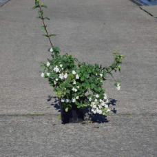 Сніжноягідник доренбоза Вайт Хедж | Symphoricarpus Doorenbosii White Hedge | Снежноягодник доренбоза Вайт Хедж