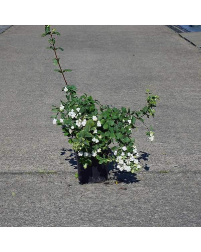 Сніжноягідник доренбоза Вайт Хедж | Symphoricarpus Doorenbosii White Hedge | Снежноягодник доренбоза Вайт Хедж