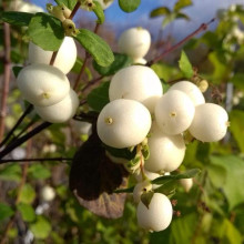 Сніжноягідник доренбоза Вайт Хедж | Symphoricarpus Doorenbosii White Hedge | Снежноягодник доренбоза Вайт Хедж