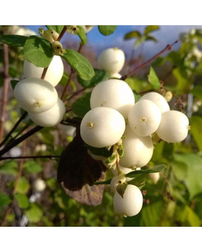 Сніжноягідник доренбоза Вайт Хедж | Symphoricarpus Doorenbosii White Hedge | Снежноягодник доренбоза Вайт Хедж