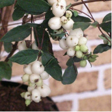 Сніжноягідник доренбоза Вайт Хедж | Symphoricarpus Doorenbosii White Hedge | Снежноягодник доренбоза Вайт Хедж