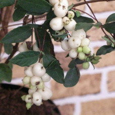 Сніжноягідник доренбоза Вайт Хедж | Symphoricarpus Doorenbosii White Hedge | Снежноягодник доренбоза Вайт Хедж
