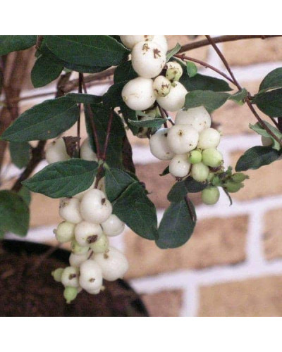 Сніжноягідник доренбоза Вайт Хедж | Symphoricarpus Doorenbosii White Hedge | Снежноягодник доренбоза Вайт Хедж