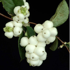 Сніжноягідник доренбоза Вайт Хедж | Symphoricarpus Doorenbosii White Hedge | Снежноягодник доренбоза Вайт Хедж