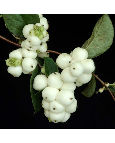 Сніжноягідник доренбоза Вайт Хедж | Symphoricarpus Doorenbosii White Hedge | Снежноягодник доренбоза Вайт Хедж