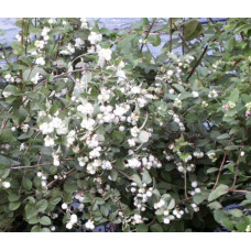Сніжноягідник доренбоза Вайт Хедж | Symphoricarpus Doorenbosii White Hedge | Снежноягодник доренбоза Вайт Хедж
