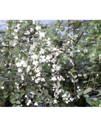 Сніжноягідник доренбоза Вайт Хедж | Symphoricarpus Doorenbosii White Hedge | Снежноягодник доренбоза Вайт Хедж