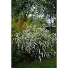 Спірея сіра Граціоза | Спирея серая Грациоза | Spiraea cinerea Graciosa