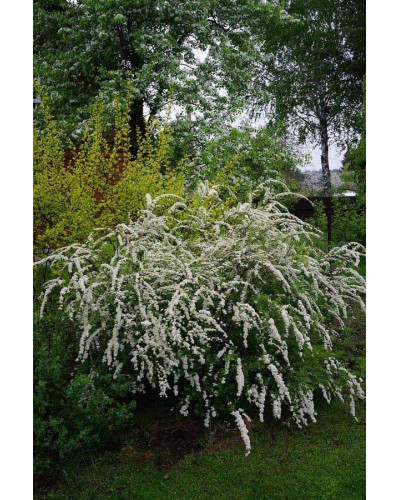 Спірея сіра Граціоза | Спирея серая Грациоза | Spiraea cinerea Graciosa