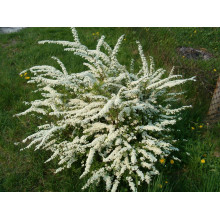 Спірея сіра Граціоза | Спирея серая Грациоза | Spiraea cinerea Graciosa