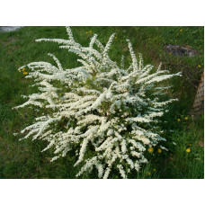 Спірея сіра Граціоза | Спирея серая Грациоза | Spiraea cinerea Graciosa