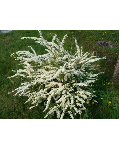 Спірея сіра Граціоза | Спирея серая Грациоза | Spiraea cinerea Graciosa