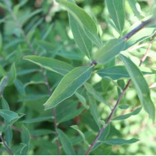 Спірея сіра Граціоза | Спирея серая Грациоза | Spiraea cinerea Graciosa