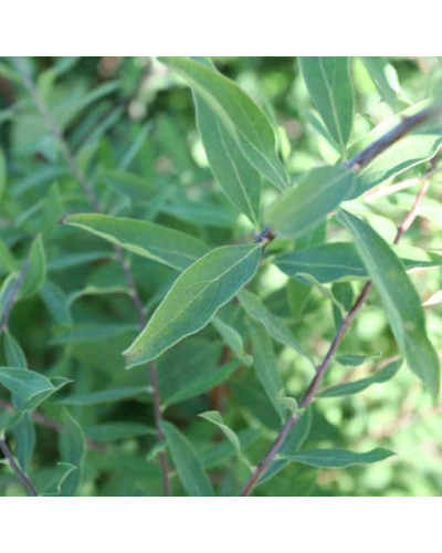 Спірея сіра Граціоза | Спирея серая Грациоза | Spiraea cinerea Graciosa