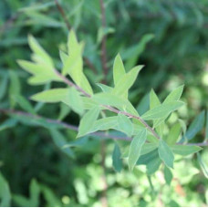 Спірея сіра Граціоза | Спирея серая Грациоза | Spiraea cinerea Graciosa