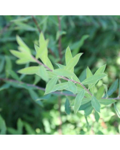 Спірея сіра Граціоза | Спирея серая Грациоза | Spiraea cinerea Graciosa