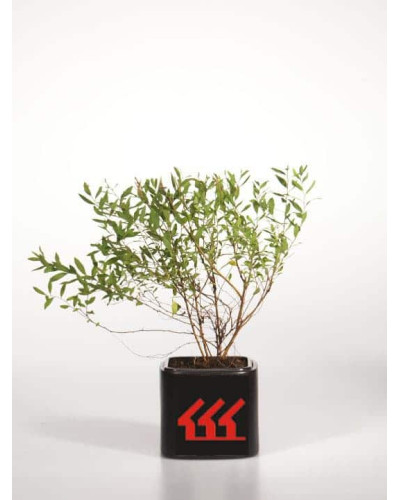 Спірея сіра Граціоза | Спирея серая Грациоза | Spiraea cinerea Graciosa