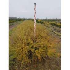 Спірея сіра Граціоза | Спирея серая Грациоза | Spiraea cinerea Graciosa