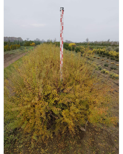Спірея сіра Граціоза | Спирея серая Грациоза | Spiraea cinerea Graciosa