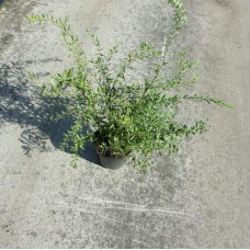 Спірея сіра Граціоза | Спирея серая Грациоза | Spiraea cinerea Graciosa