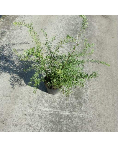 Спірея сіра Граціоза | Спирея серая Грациоза | Spiraea cinerea Graciosa