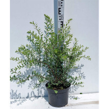 Спірея сіра Граціоза | Спирея серая Грациоза | Spiraea cinerea Graciosa