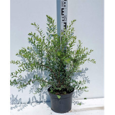 Спірея сіра Граціоза | Спирея серая Грациоза | Spiraea cinerea Graciosa