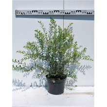 Спірея сіра Граціоза | Спирея серая Грациоза | Spiraea cinerea Graciosa