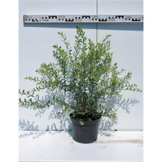 Спірея сіра Граціоза | Спирея серая Грациоза | Spiraea cinerea Graciosa