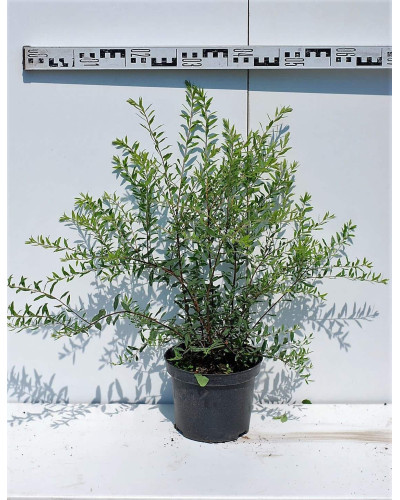 Спірея сіра Граціоза | Спирея серая Грациоза | Spiraea cinerea Graciosa