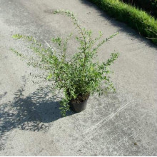 Спірея сіра Граціоза | Спирея серая Грациоза | Spiraea cinerea Graciosa