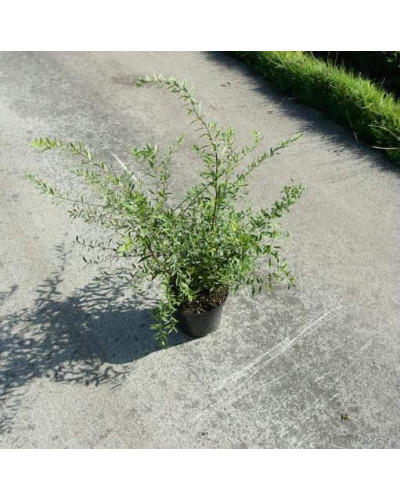 Спірея сіра Граціоза | Спирея серая Грациоза | Spiraea cinerea Graciosa