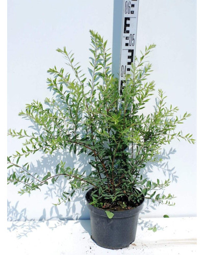 Спірея сіра Граціоза | Спирея серая Грациоза | Spiraea cinerea Graciosa