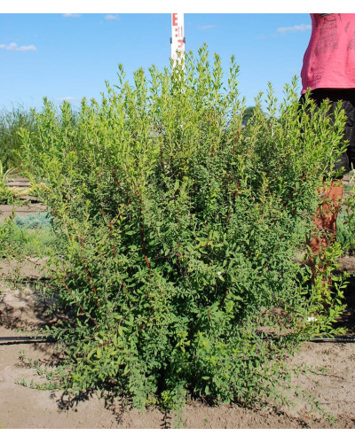 Спірея сіра Граціоза | Спирея серая Грациоза | Spiraea cinerea Graciosa