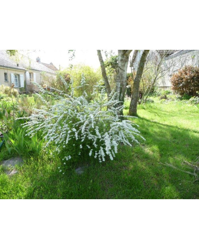 Спірея сіра Граціоза | Спирея серая Грациоза | Spiraea cinerea Graciosa