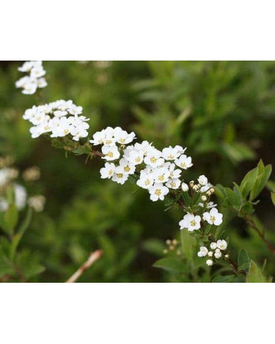 Спірея сіра Граціоза | Спирея серая Грациоза | Spiraea cinerea Graciosa