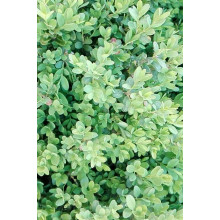 Самшит вічнозелений Суффрутікоза | Самшит вечнозеленый Суффрутикоза | Buxus sempervirens Suffruticosa