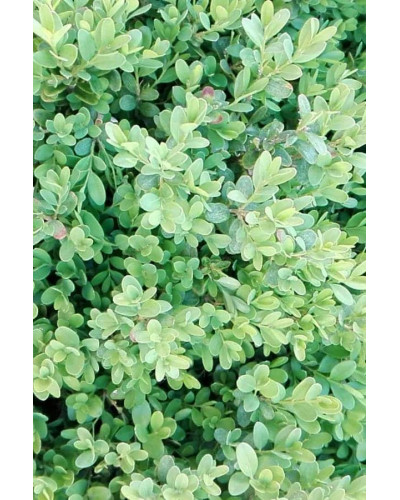 Самшит вічнозелений Суффрутікоза | Самшит вечнозеленый Суффрутикоза | Buxus sempervirens Suffruticosa
