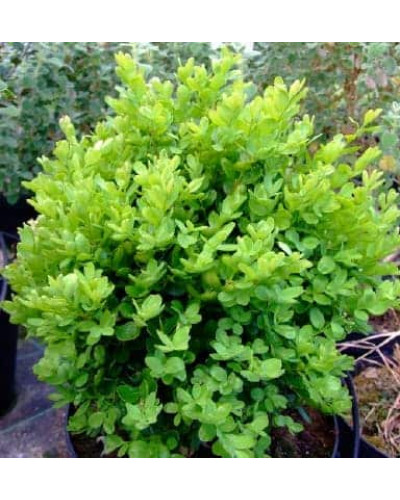 Самшит вічнозелений Суффрутікоза | Самшит вечнозеленый Суффрутикоза | Buxus sempervirens Suffruticosa